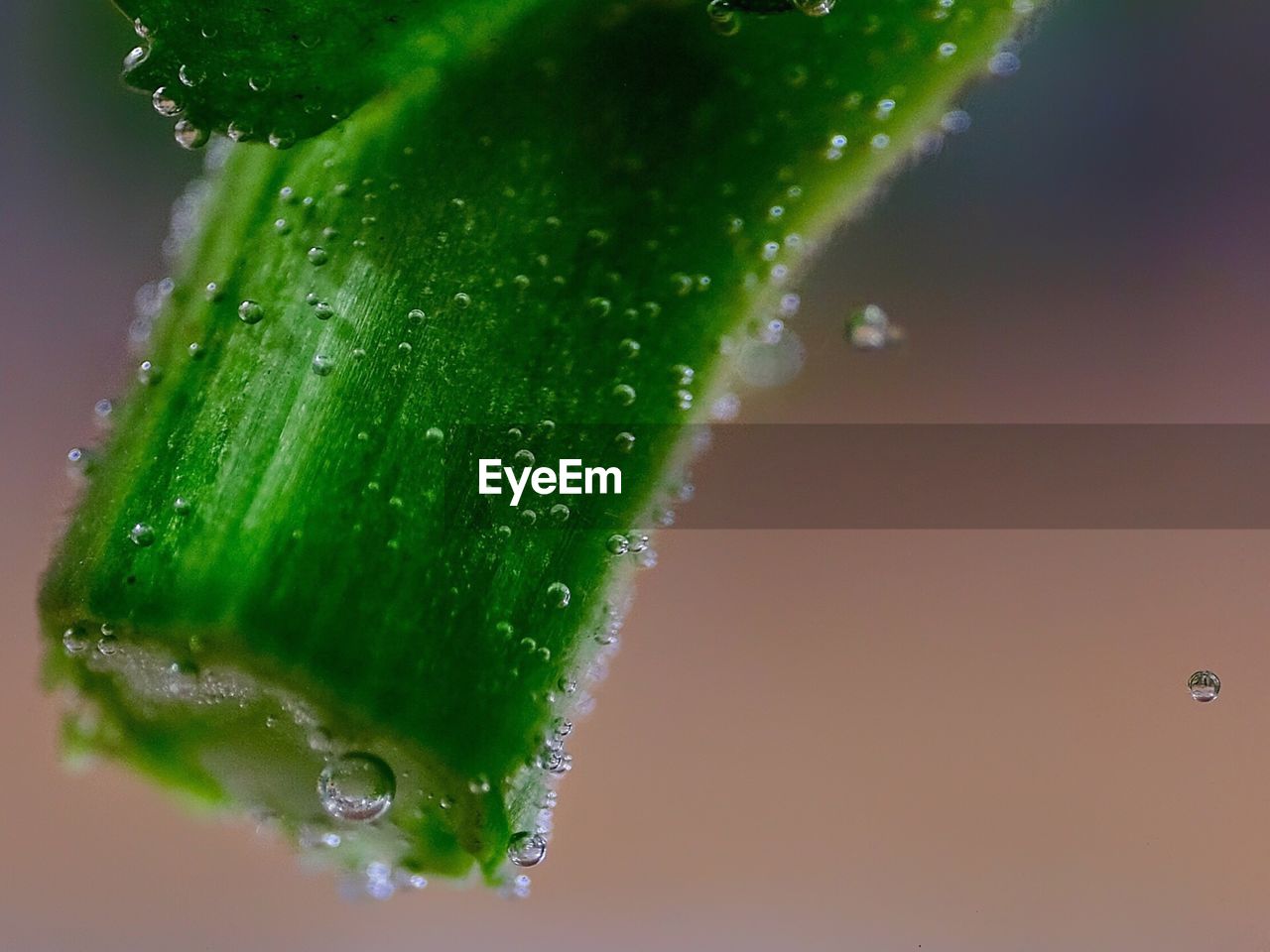 CLOSE-UP OF WATER DROPS ON BANANA