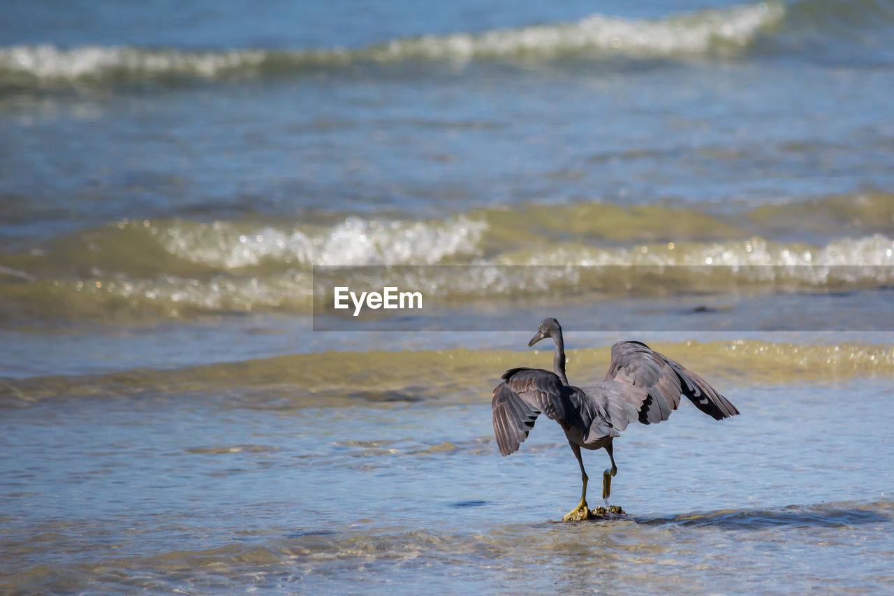 Bird at beach