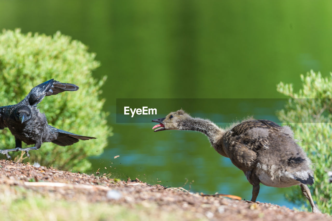 Birds by lake