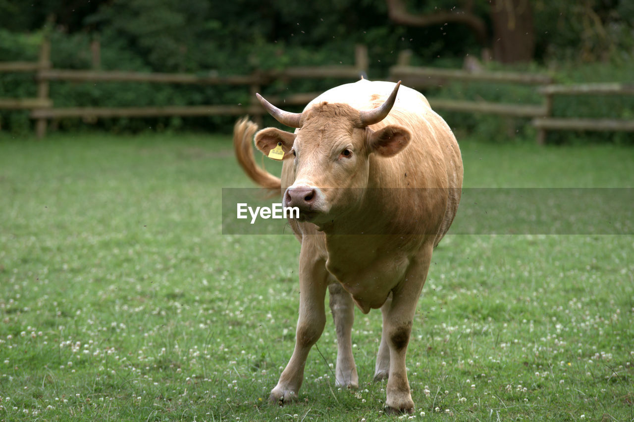 Glan cattle in a meadow