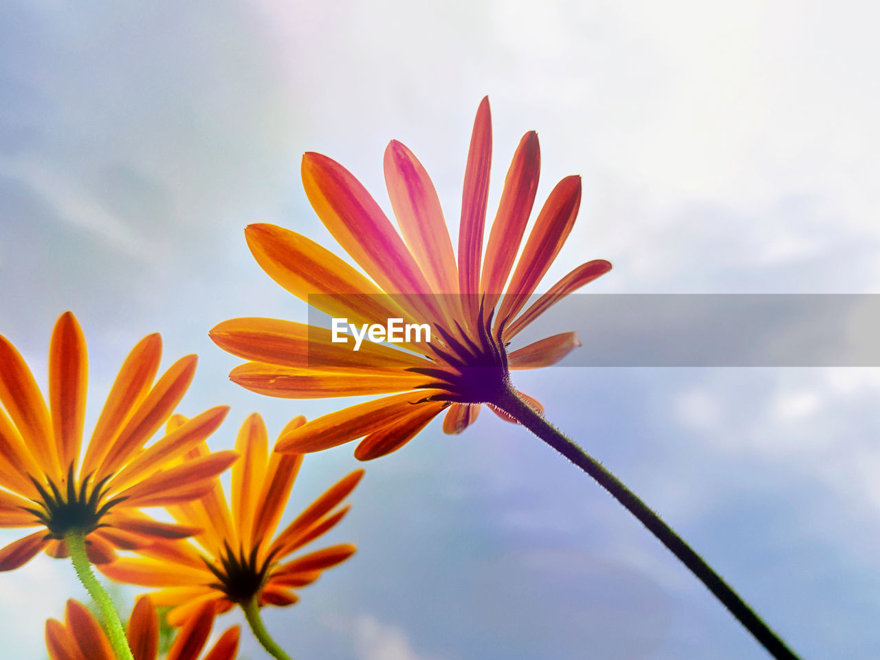 Low angle view of orange flowering plant against sky