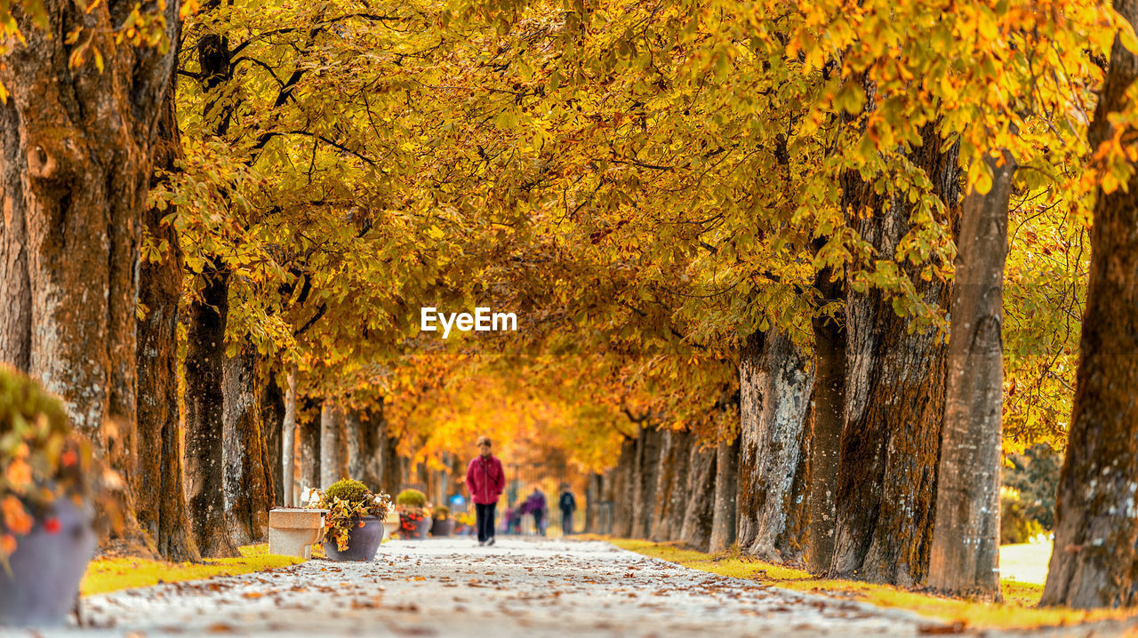 Woman walking amidst autumn trees