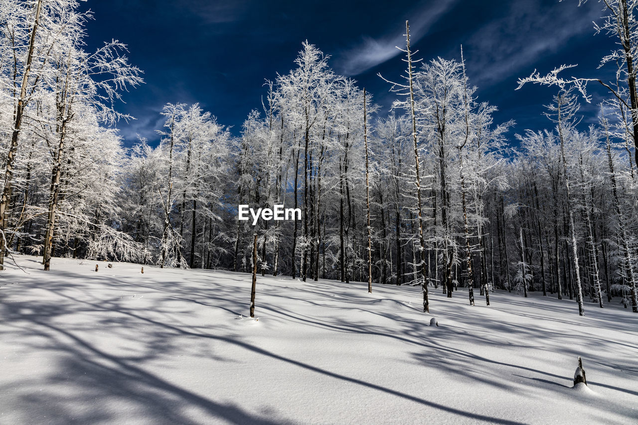 TREES GROWING ON SNOW COVERED LAND