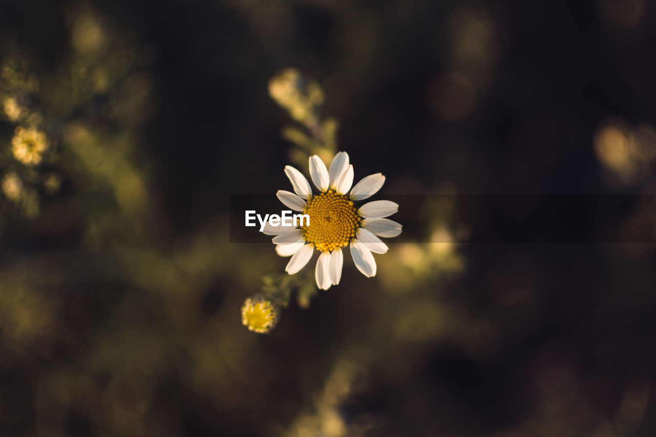 Close-up of yellow flower blooming outdoors