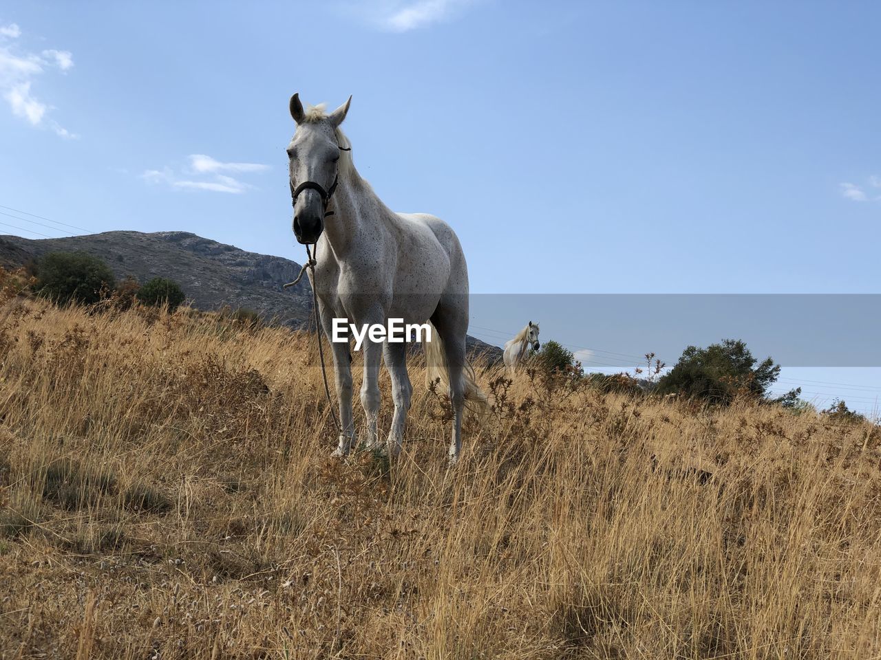 Horse on a hillside