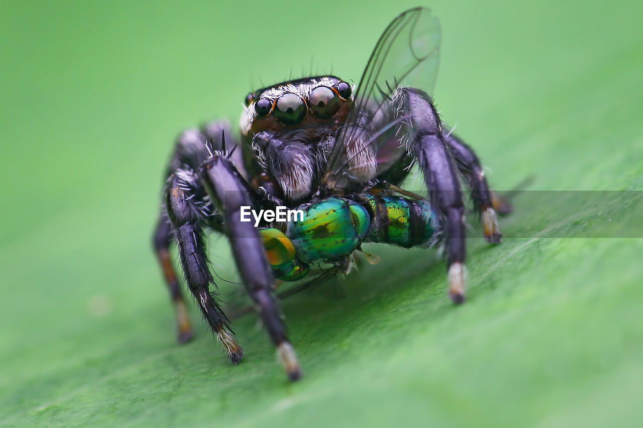 CLOSE-UP OF FLY ON GREEN LEAF