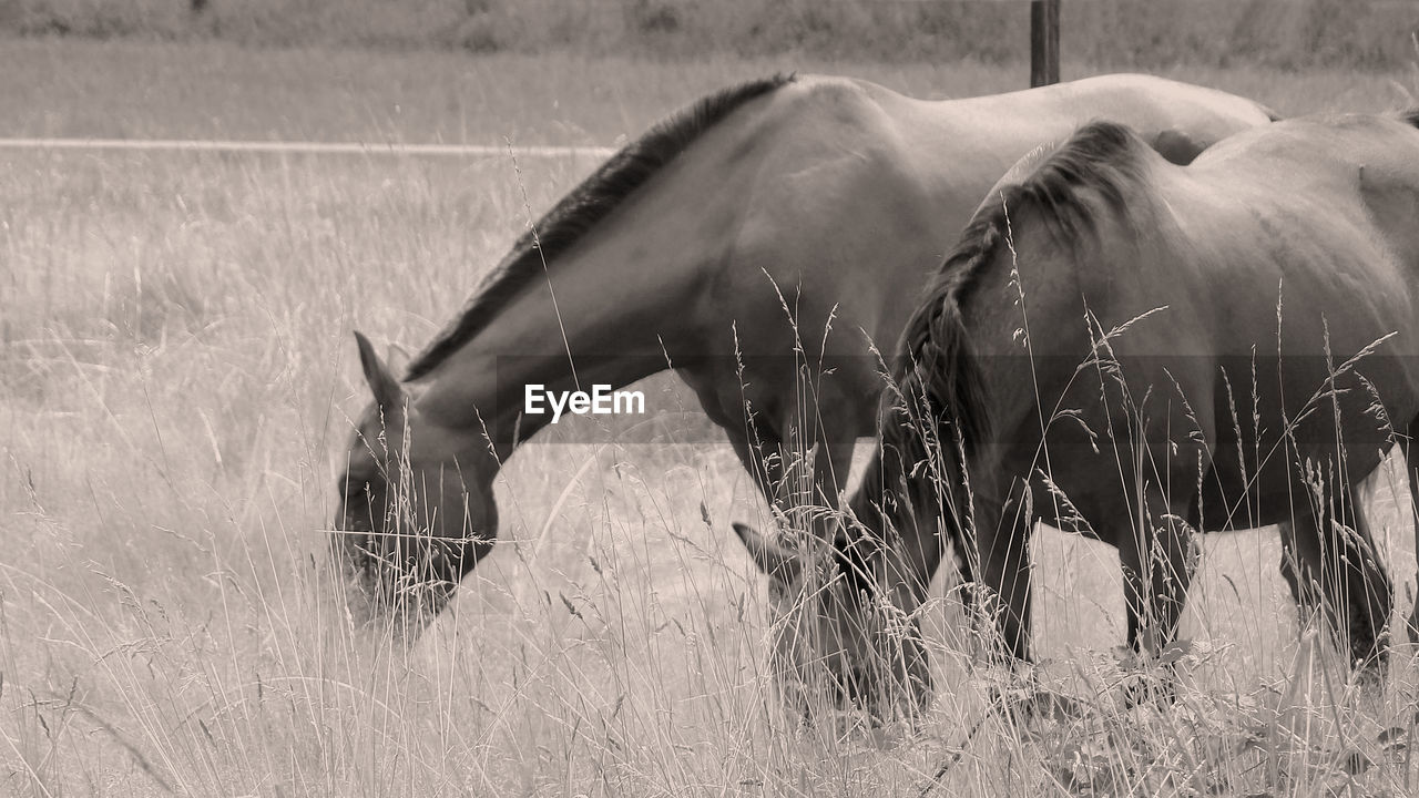 animal, animal themes, mammal, animal wildlife, black and white, grass, monochrome, plant, monochrome photography, wildlife, field, no people, domestic animals, nature, livestock, land, day, horse, group of animals, outdoors, herbivorous, landscape, safari, environment, side view, mane, agriculture