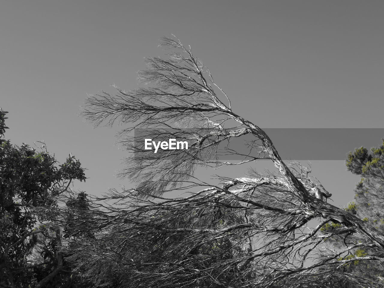 LOW ANGLE VIEW OF BRANCHES AGAINST CLEAR SKY