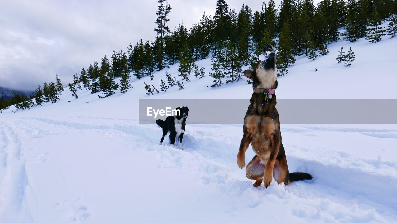 Dogs on snowy field against sky during winter