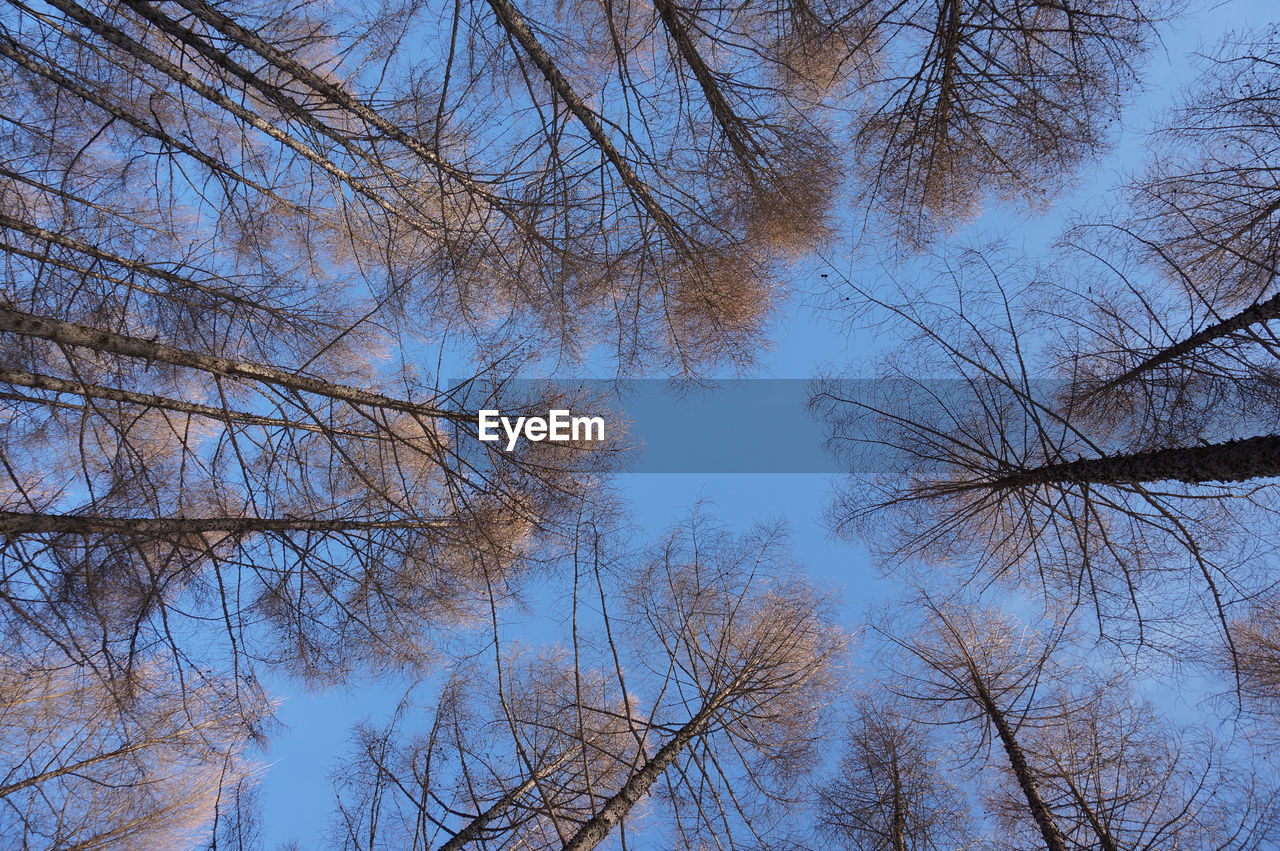 Low angle view of trees in forest against sky