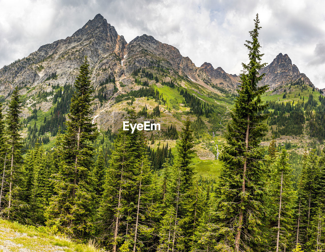 SCENIC VIEW OF PINE TREES AGAINST MOUNTAINS