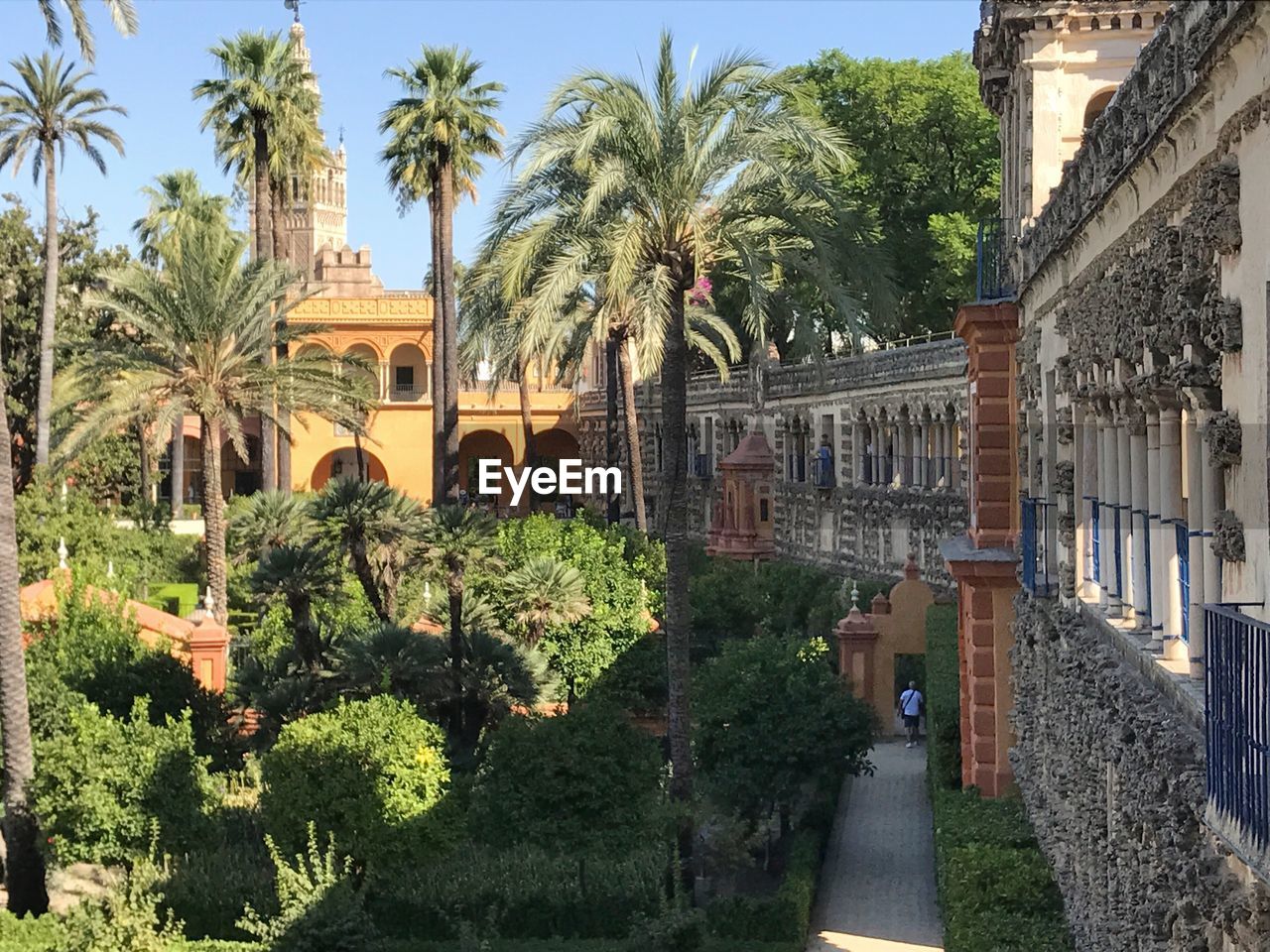 PALM TREES ALONG BUILDINGS