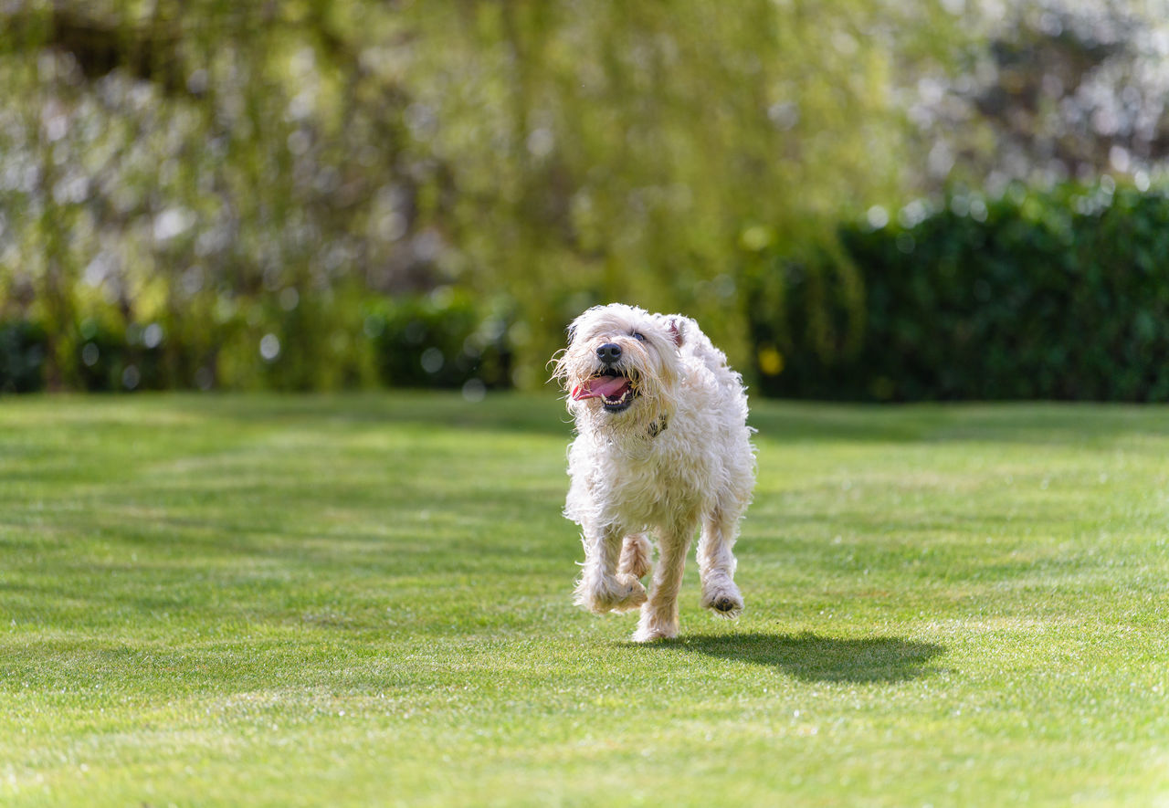 Dog running on field