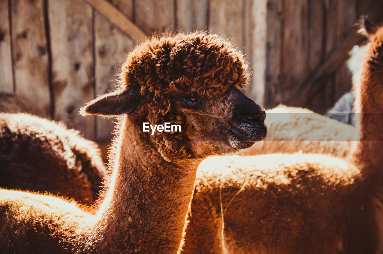 Cute alpaca in barn looking at camera eating and smiling