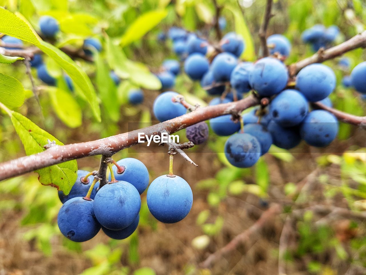 CLOSE-UP OF GRAPES HANGING FROM PLANT