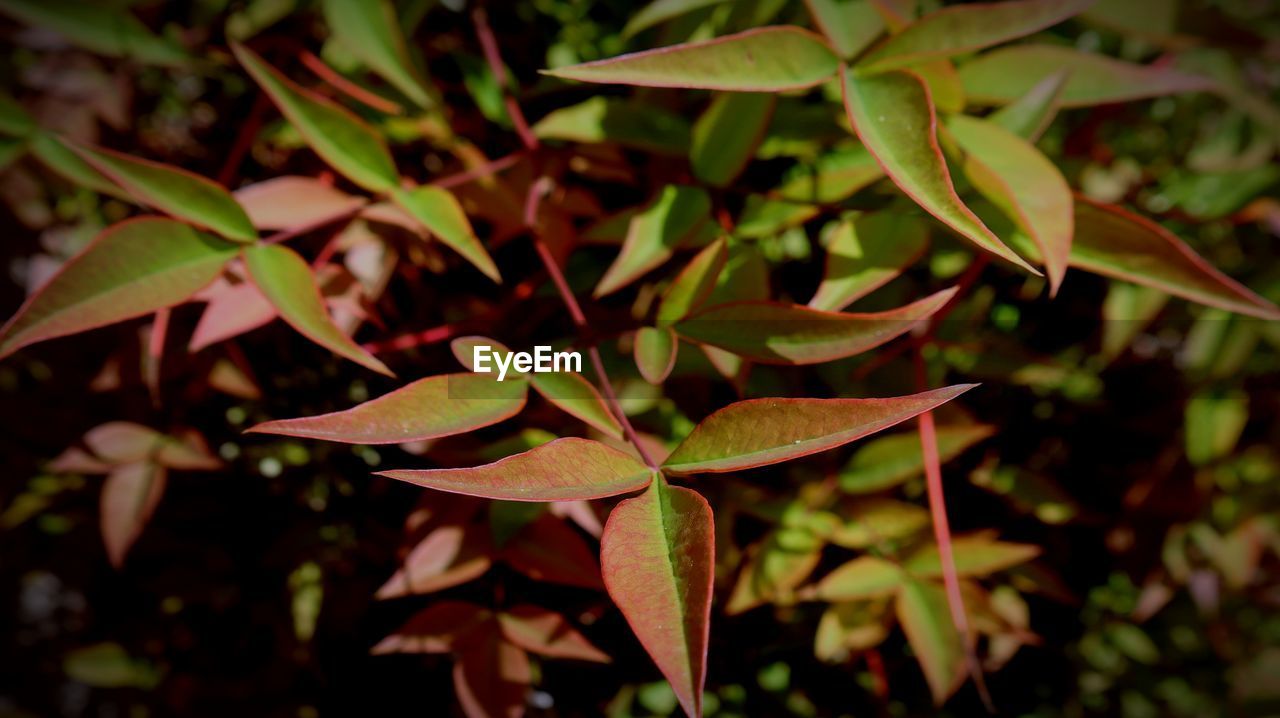 HIGH ANGLE VIEW OF MAPLE LEAVES ON PLANT