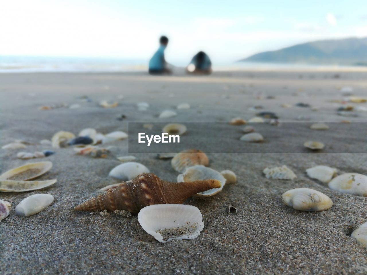 CLOSE-UP OF SHELLS ON SAND AT BEACH