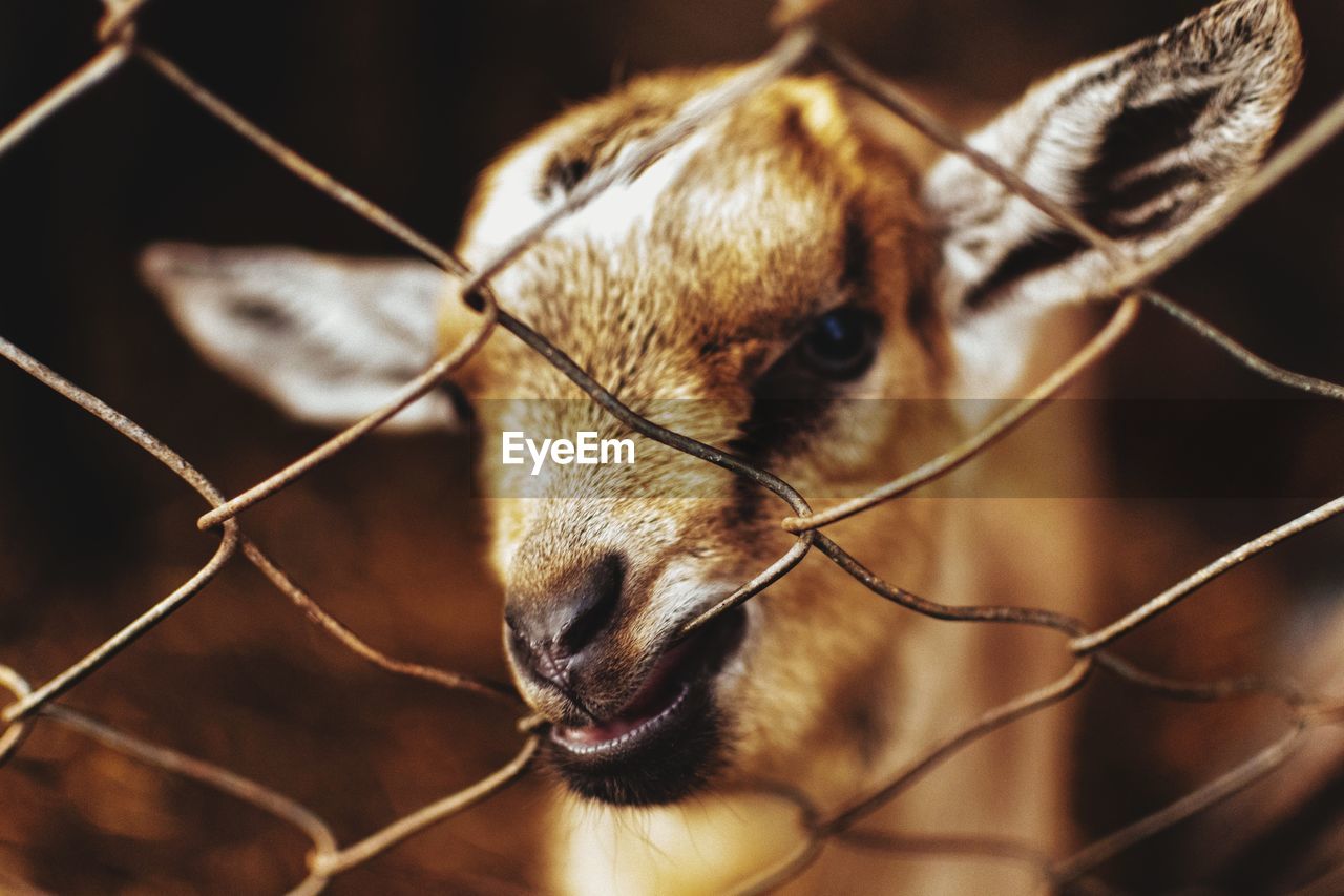 Close-up of kid goat biting chainlink fence