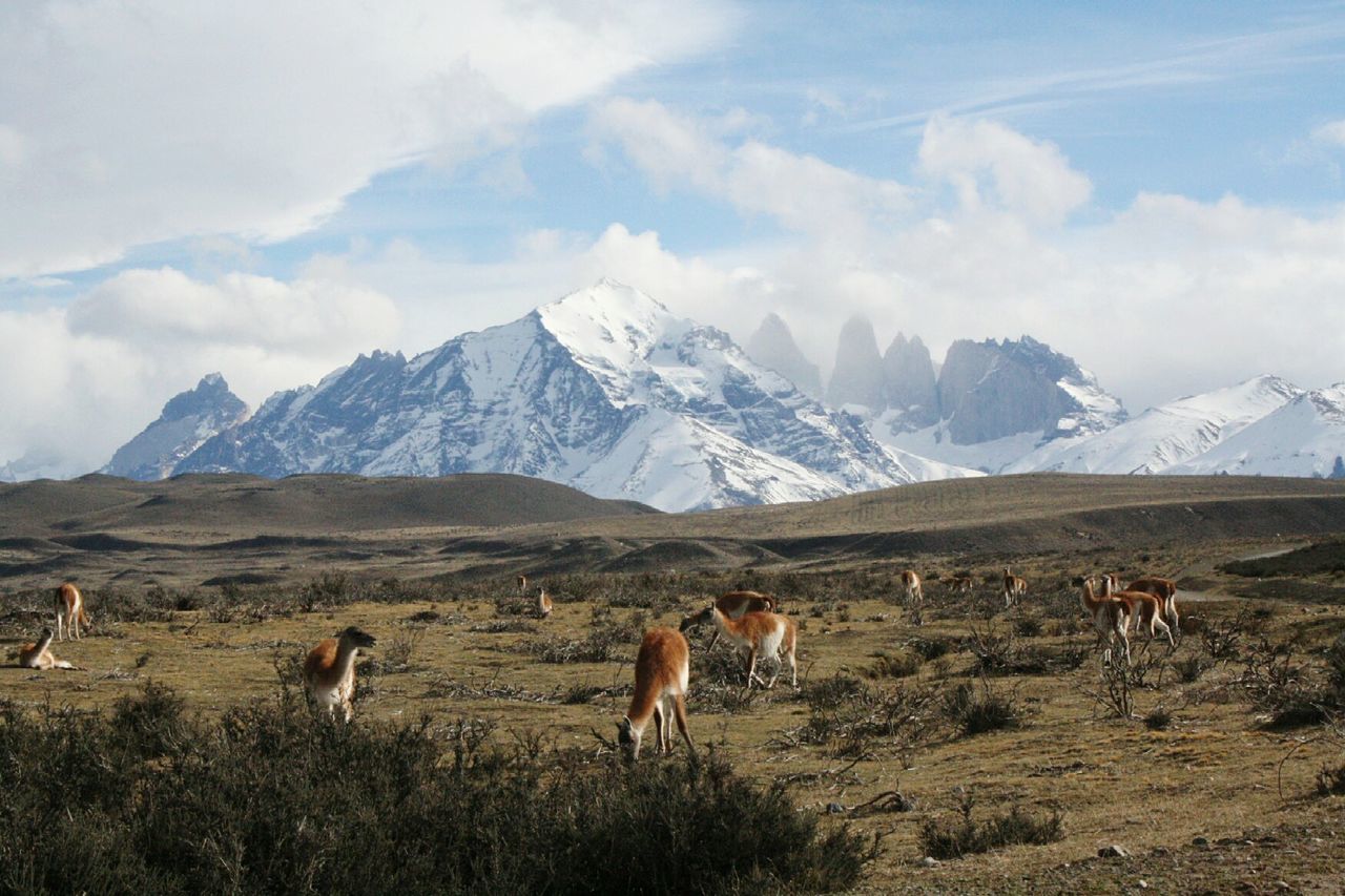 Llamas standing on field against snow covered mountains at torres del paine national park