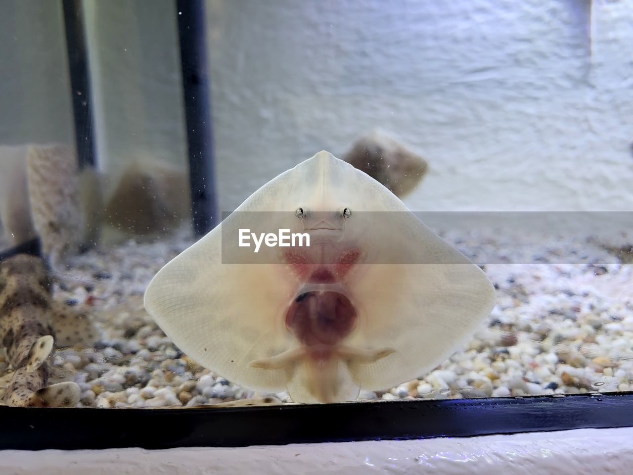 Close-up of baby ray