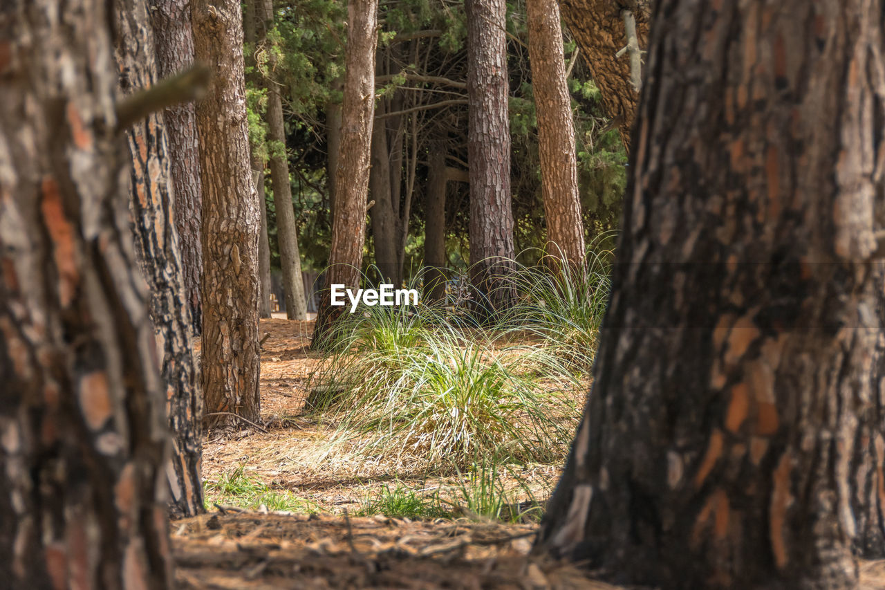 tree, tree trunk, trunk, plant, forest, natural environment, land, nature, woodland, wood, no people, tranquility, wilderness, growth, autumn, day, beauty in nature, outdoors, wildlife, jungle, environment, landscape, tranquil scene, sunlight, leaf, scenics - nature, non-urban scene, pinaceae