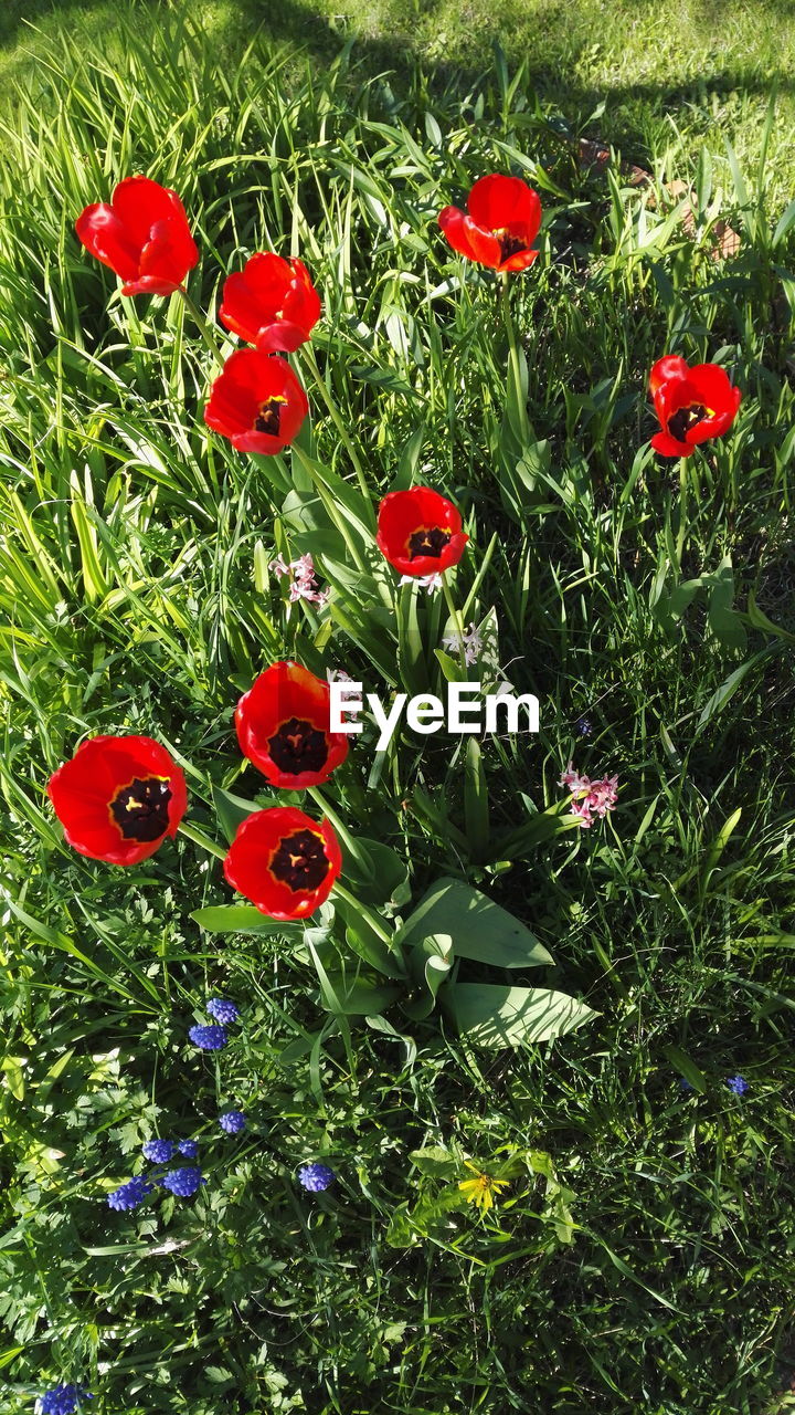 CLOSE-UP OF POPPIES GROWING IN FIELD