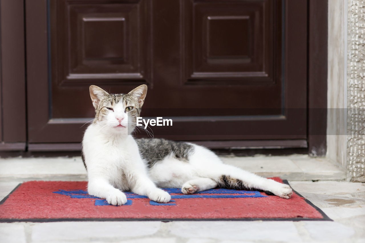 PORTRAIT OF CAT SITTING ON BUILDING