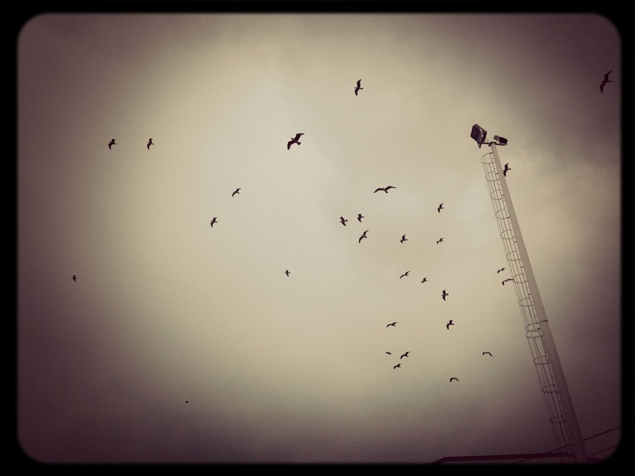 Low angle view of silhouette birds flying near floodlight against sky