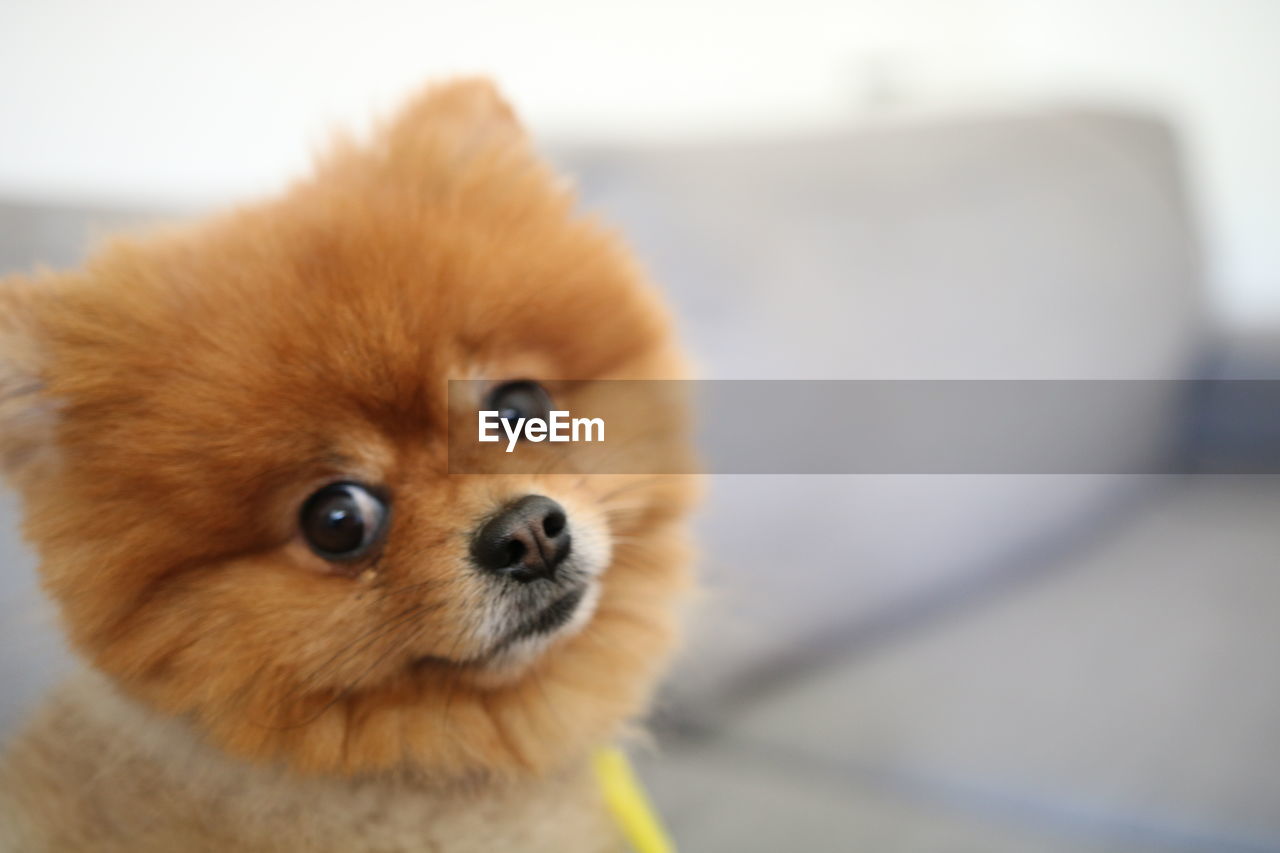 Close-up portrait of cute pomeranian sitting on sofa