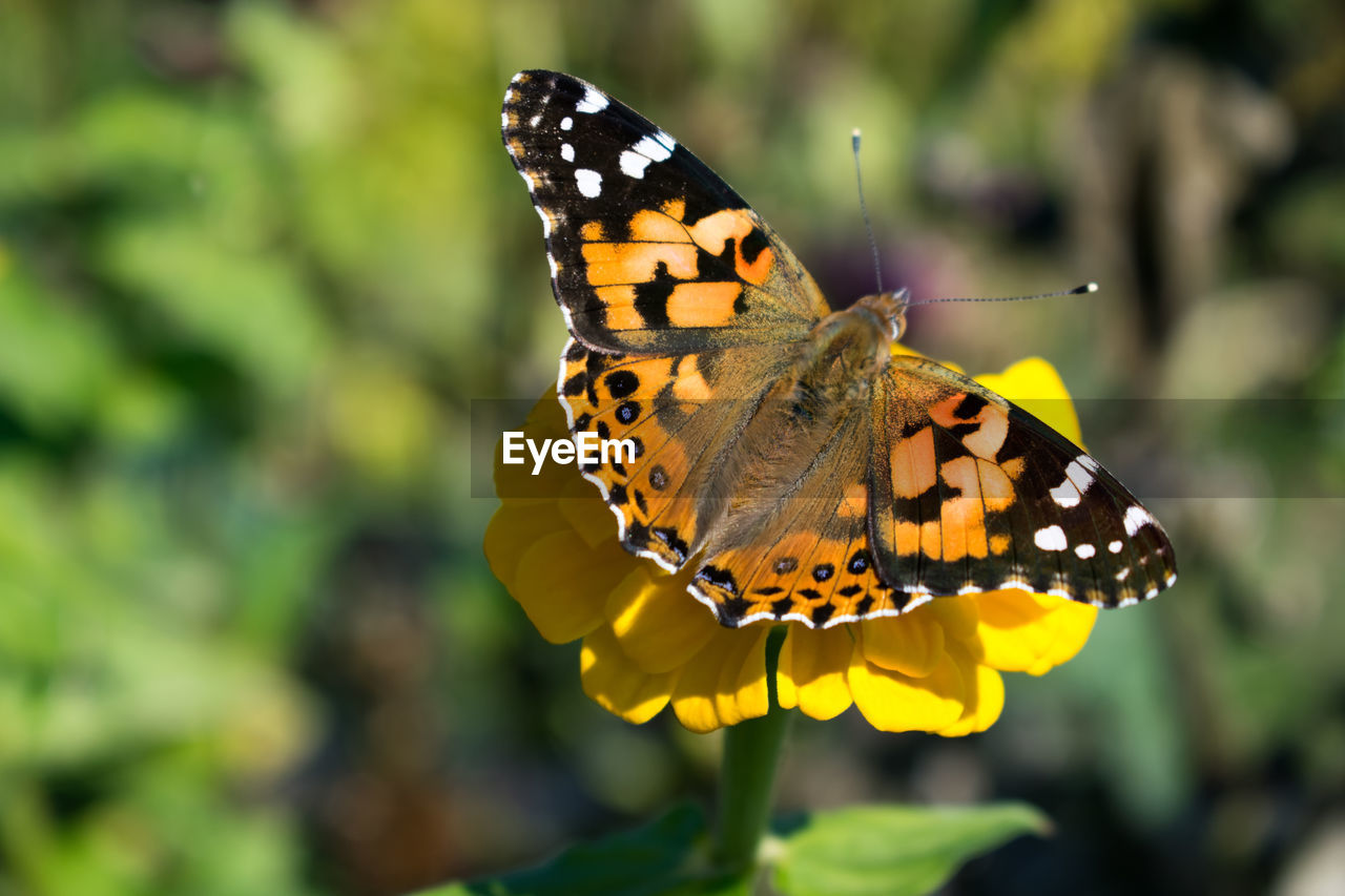 Close-up of butterfly pollinating on yellow flower