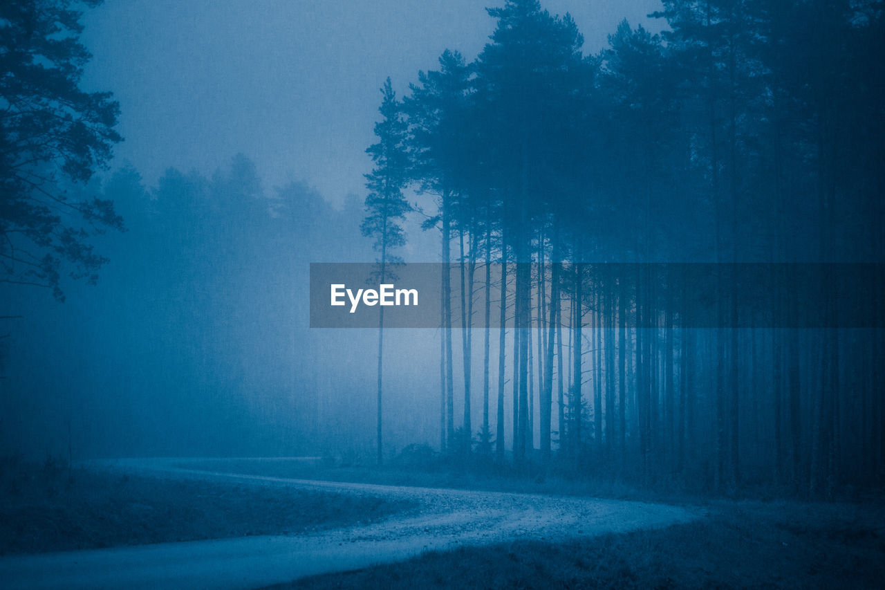 A foggy landscape of spring forest during morning hours.