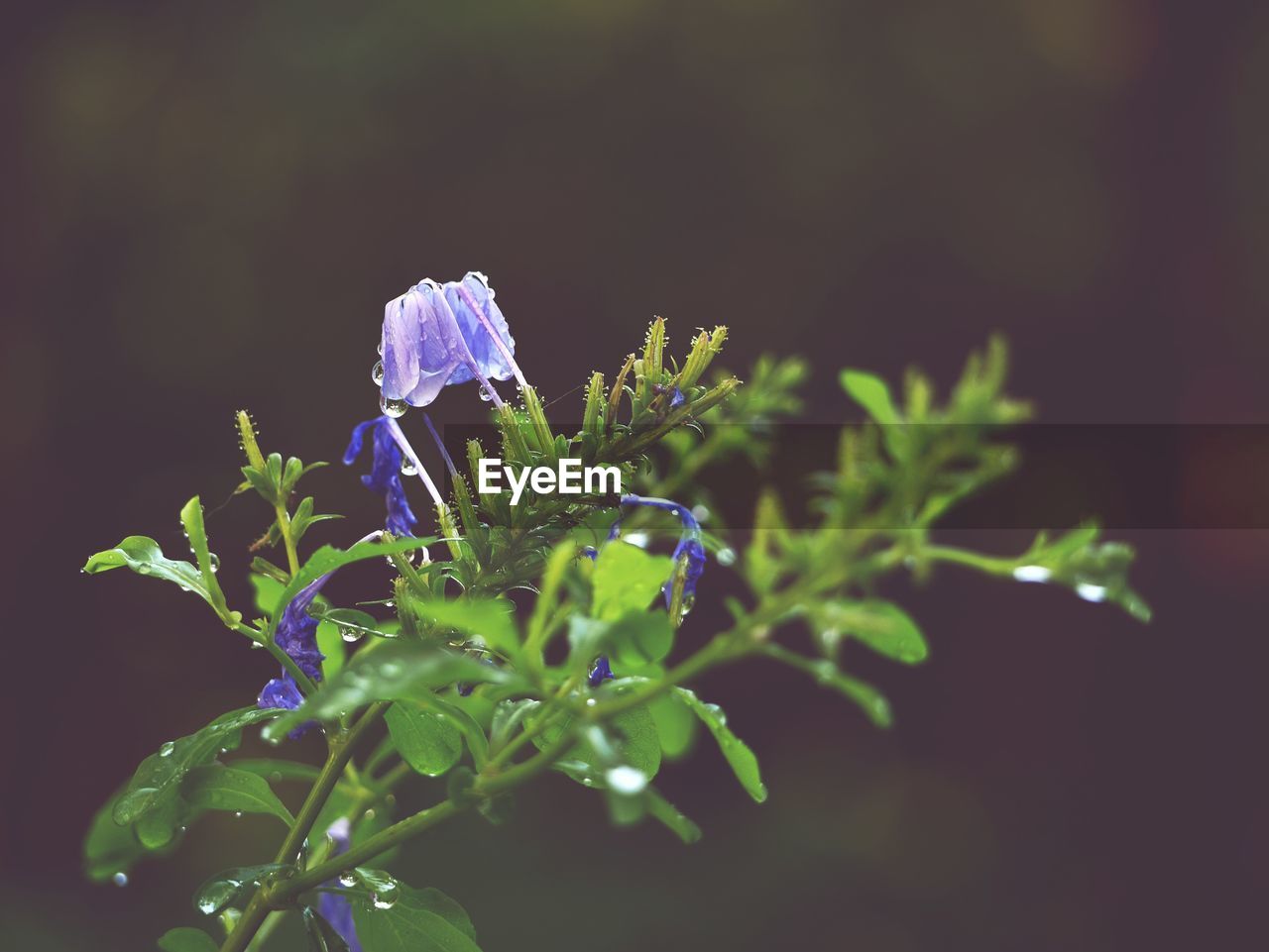 CLOSE-UP OF FLOWERING PLANT AGAINST PURPLE WALL