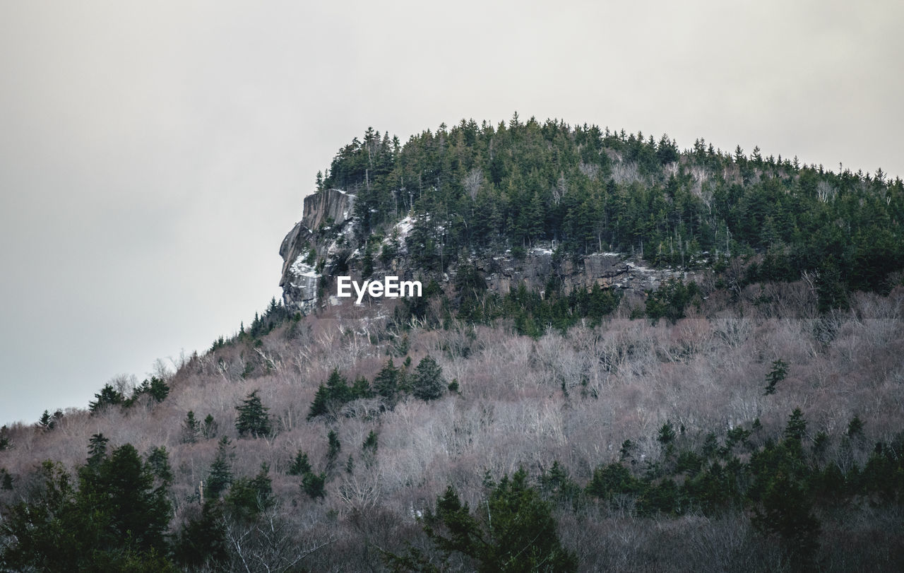 SCENIC VIEW OF FOREST