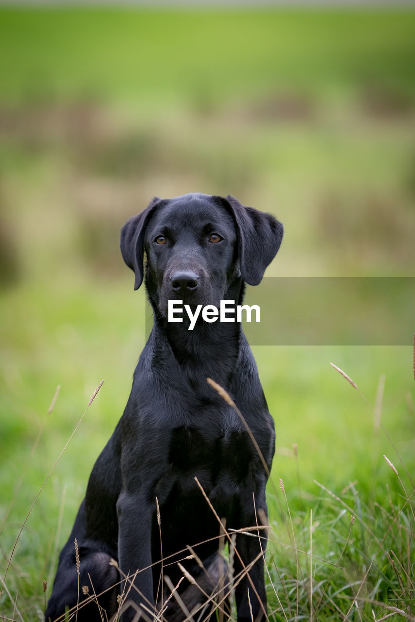 DOG SITTING ON FIELD