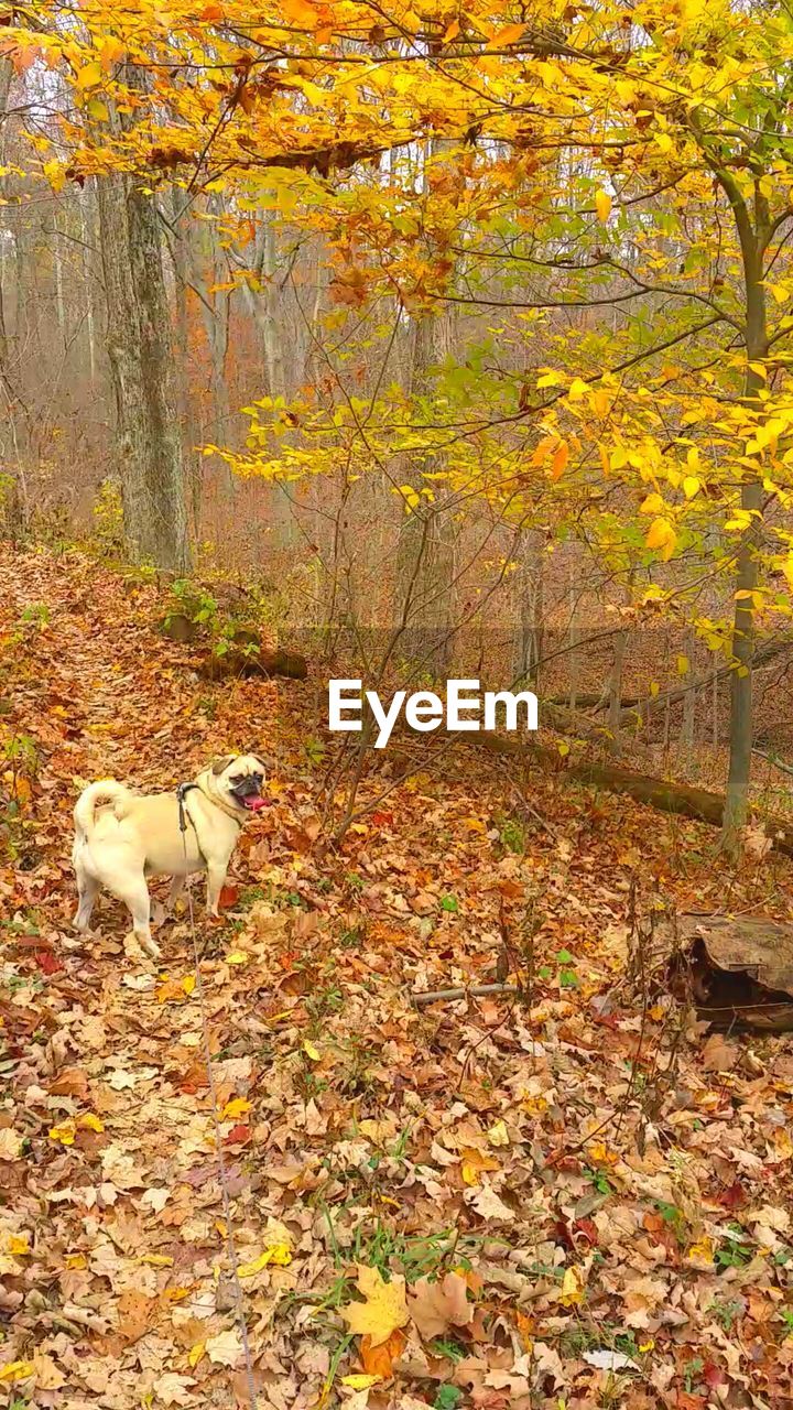 High angle view of pug on leaves covered field during autumn