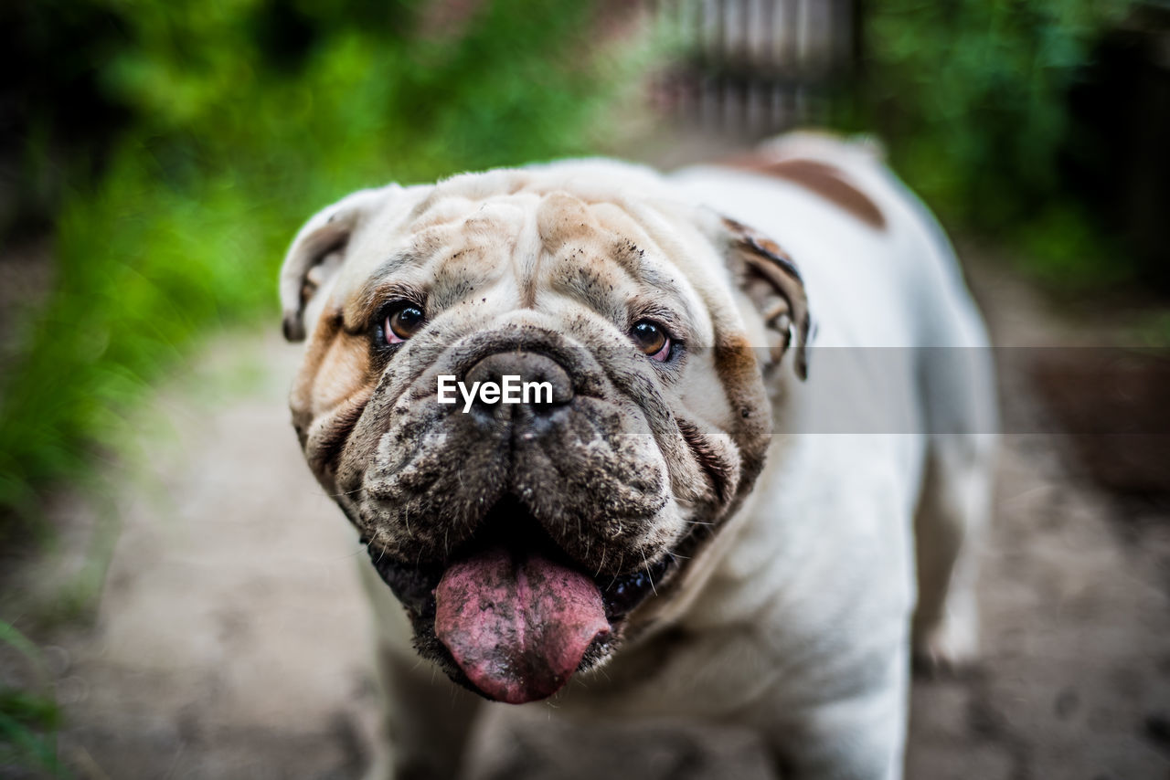 CLOSE-UP OF DOG STICKING OUT TONGUE