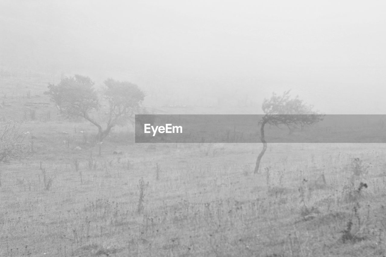 TREES IN FIELD AGAINST SKY