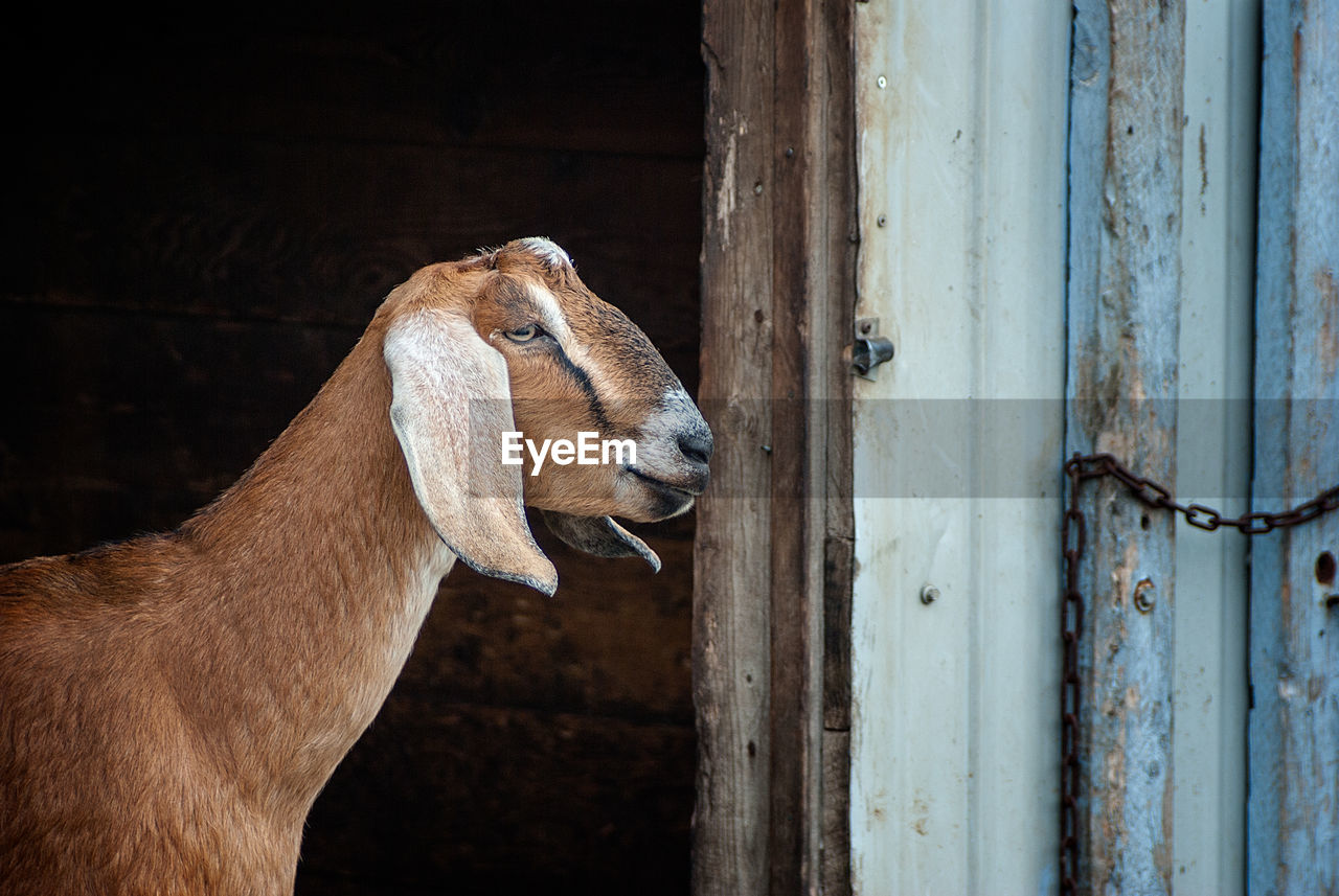 Close-up of goat at barn