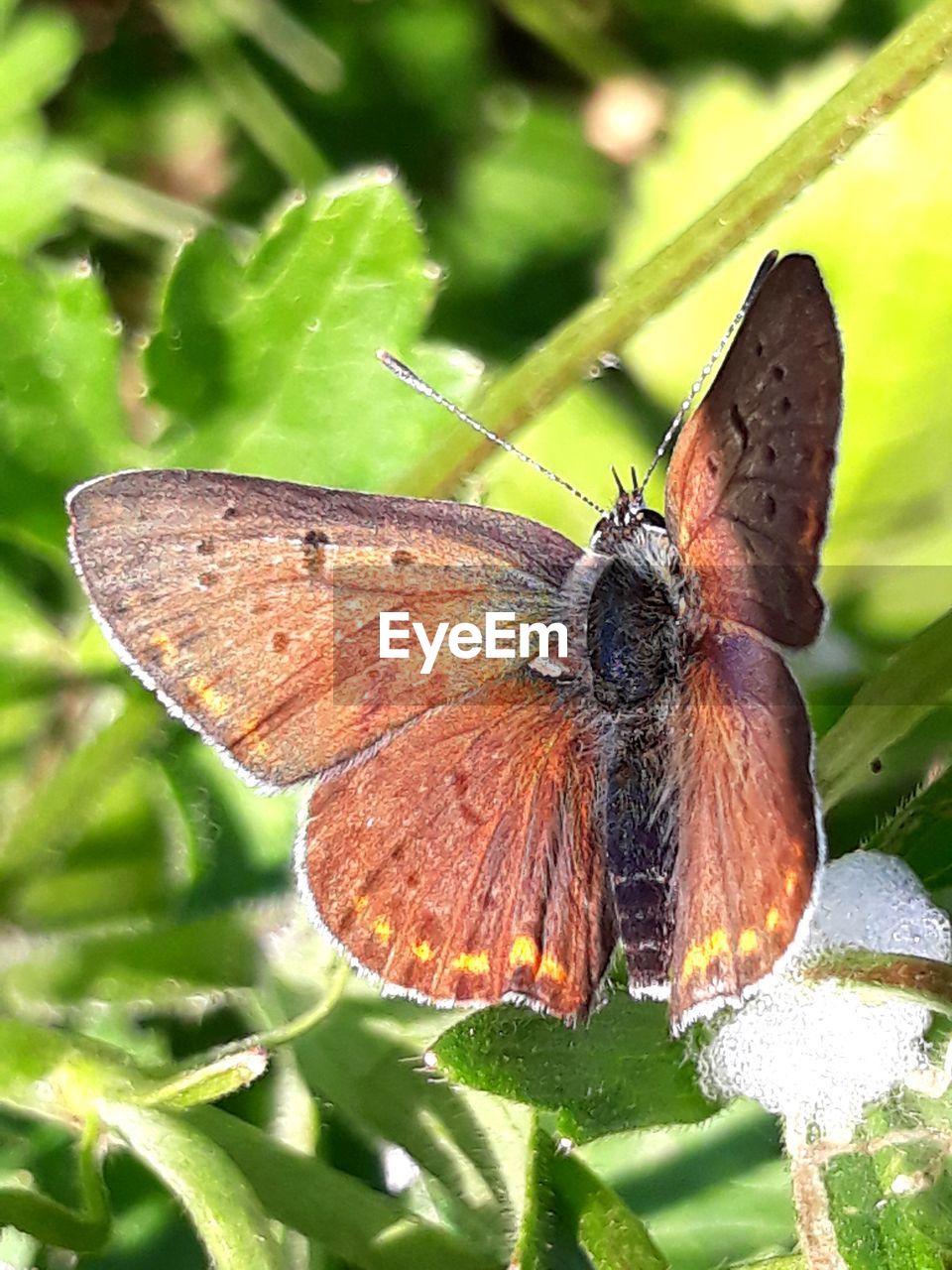 BUTTERFLY ON FLOWER