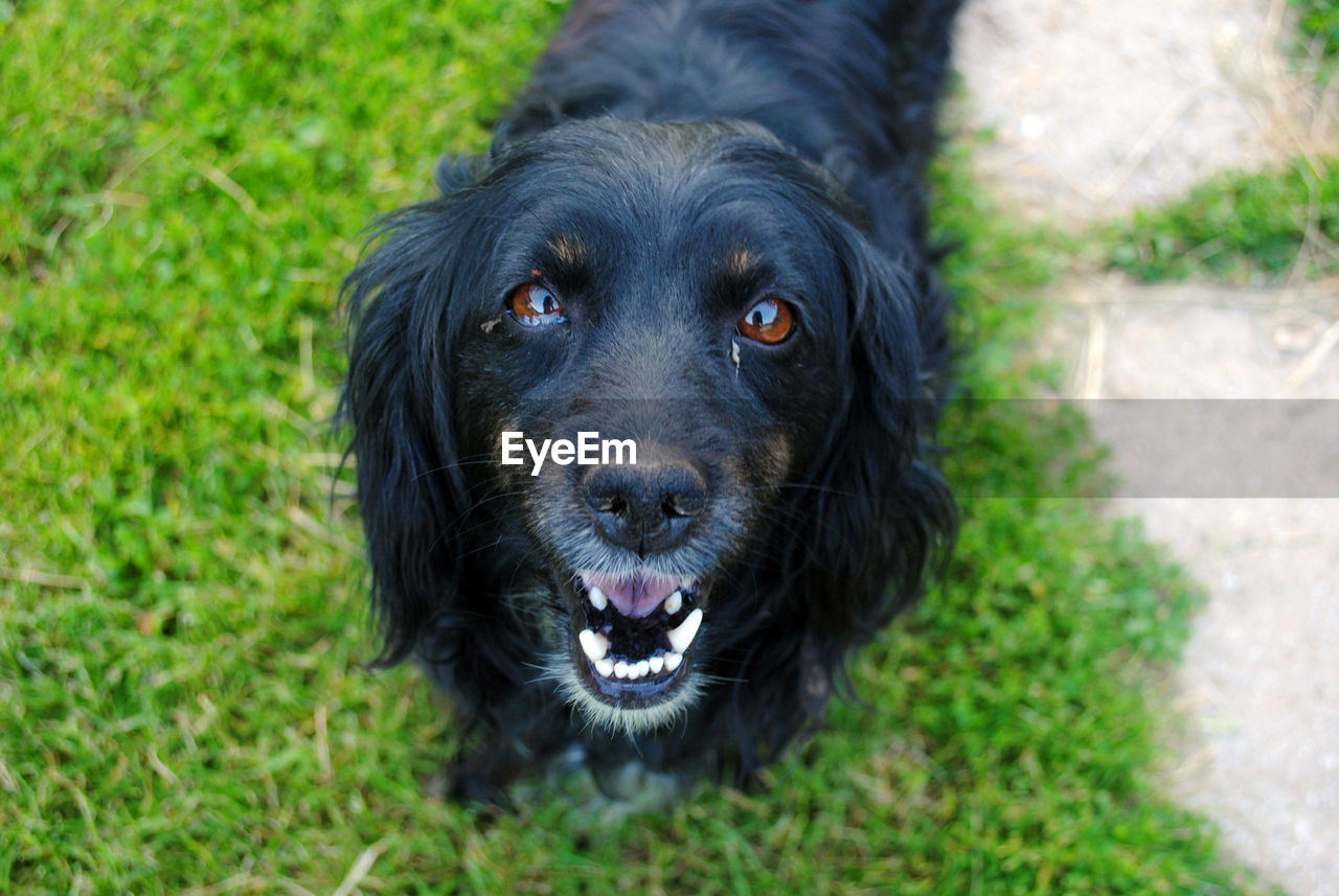 High angle portrait of black dog standing on grassy field