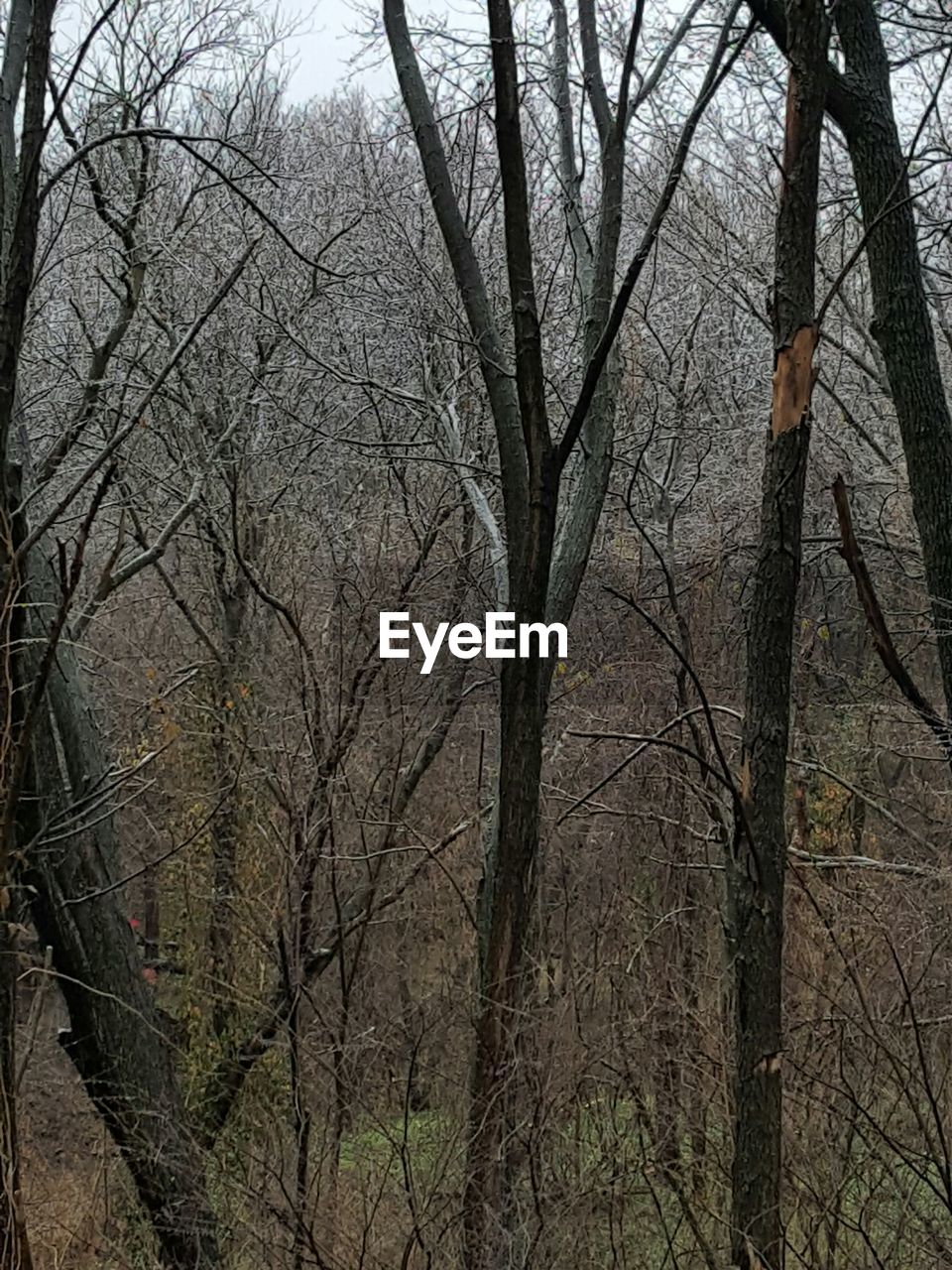 LOW ANGLE VIEW OF BARE TREES AGAINST SKY