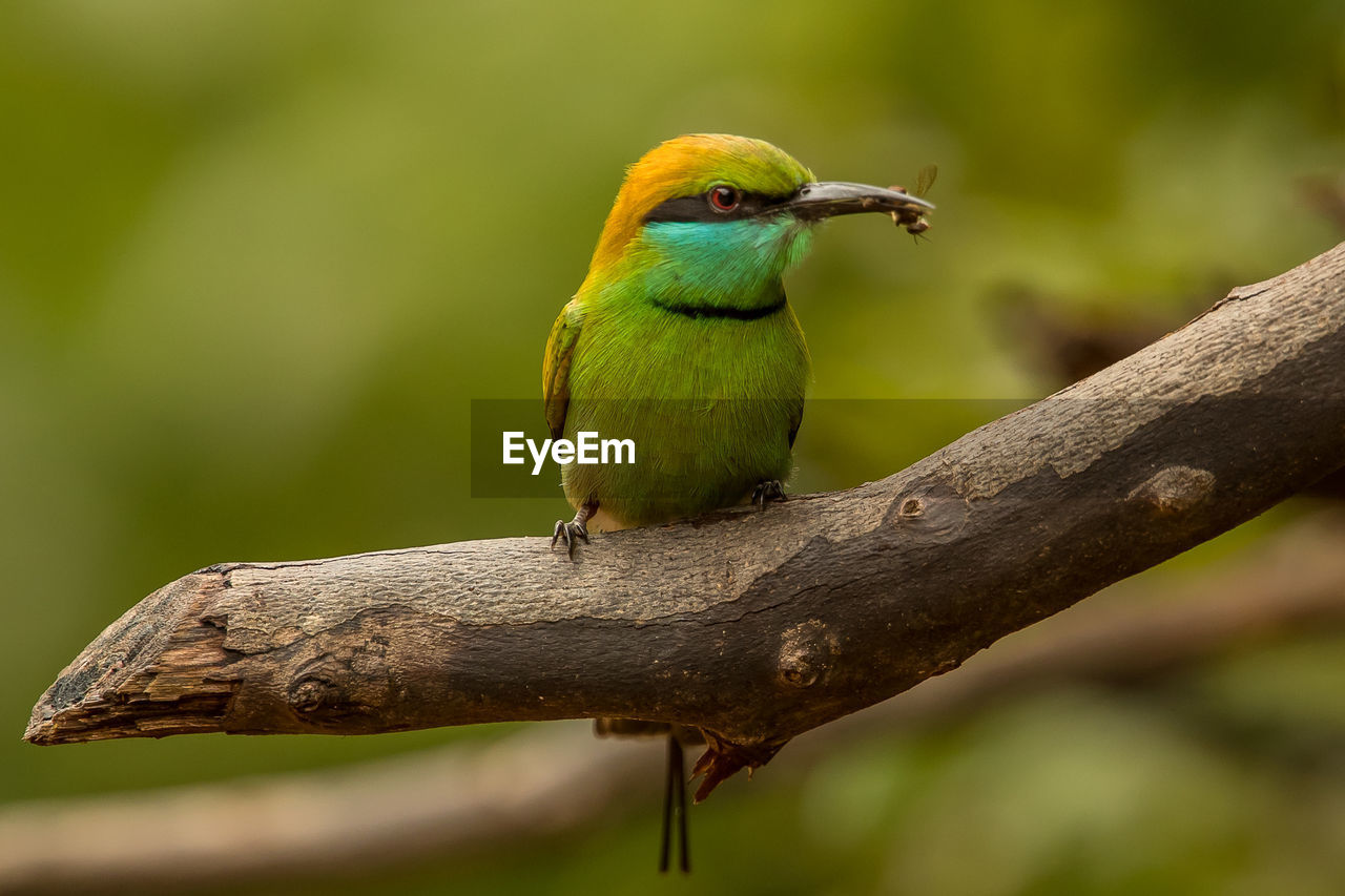 Close-up of bird perching on branch