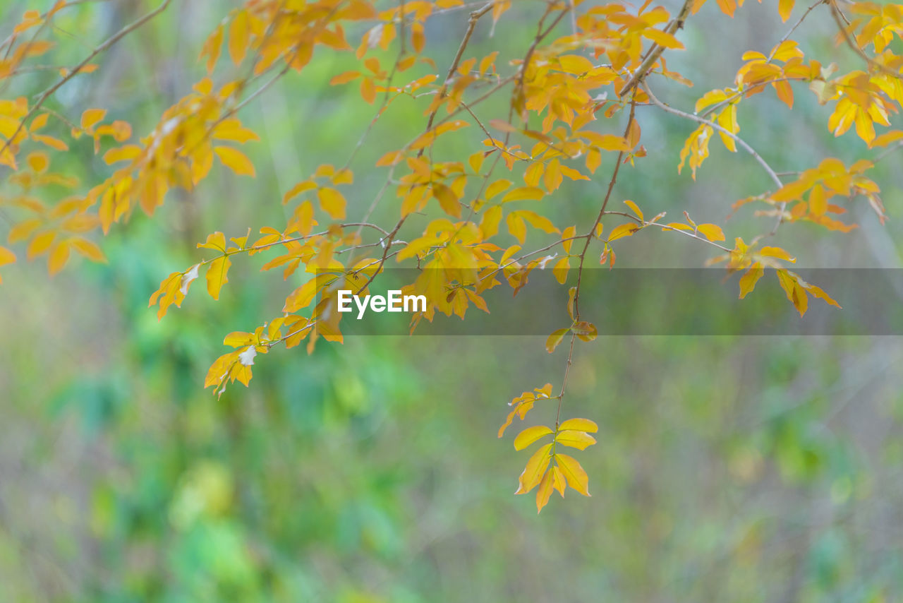 Close-up of yellow flowering plant during autumn