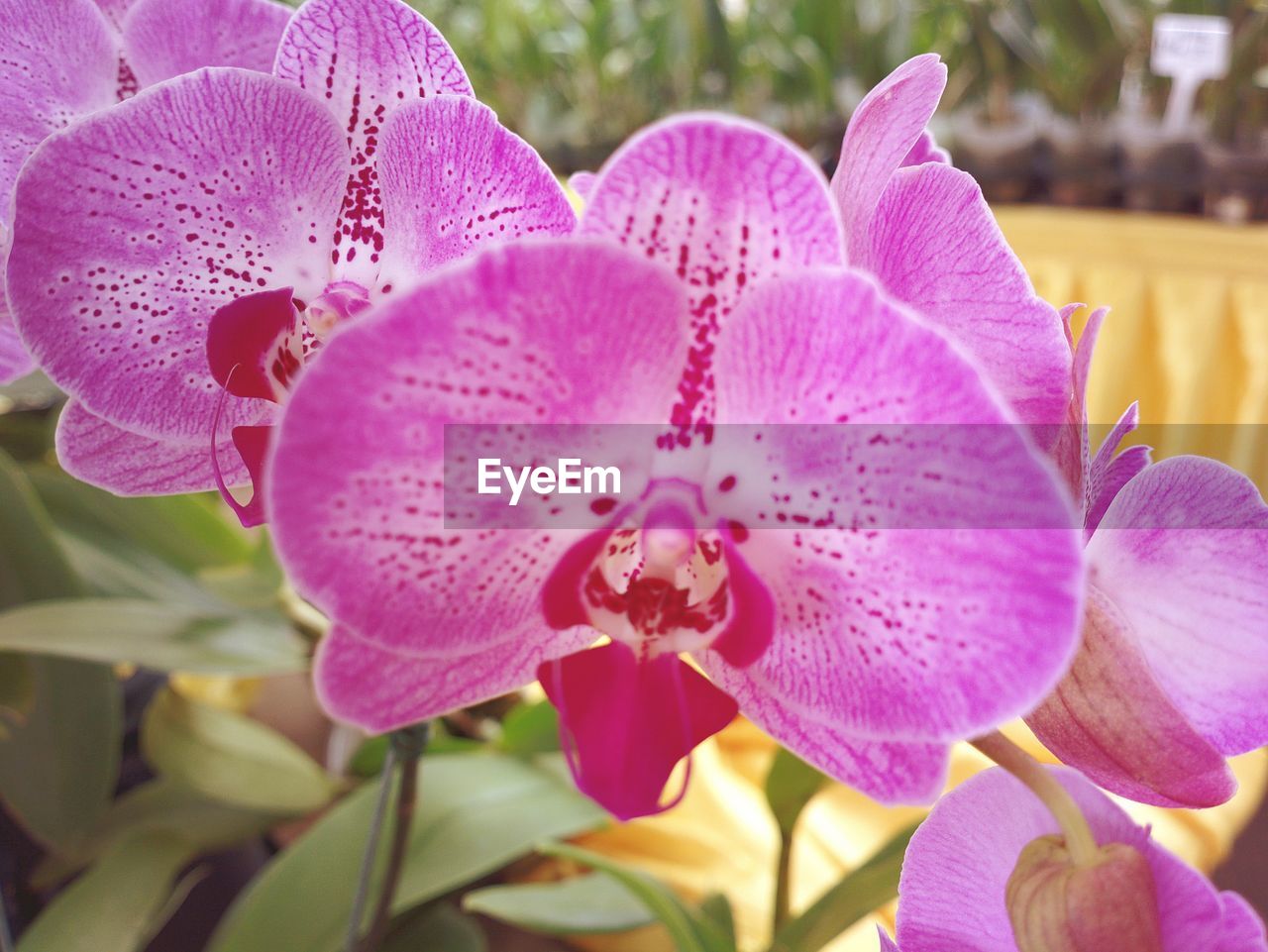 CLOSE-UP OF PINK FLOWER BLOOMING