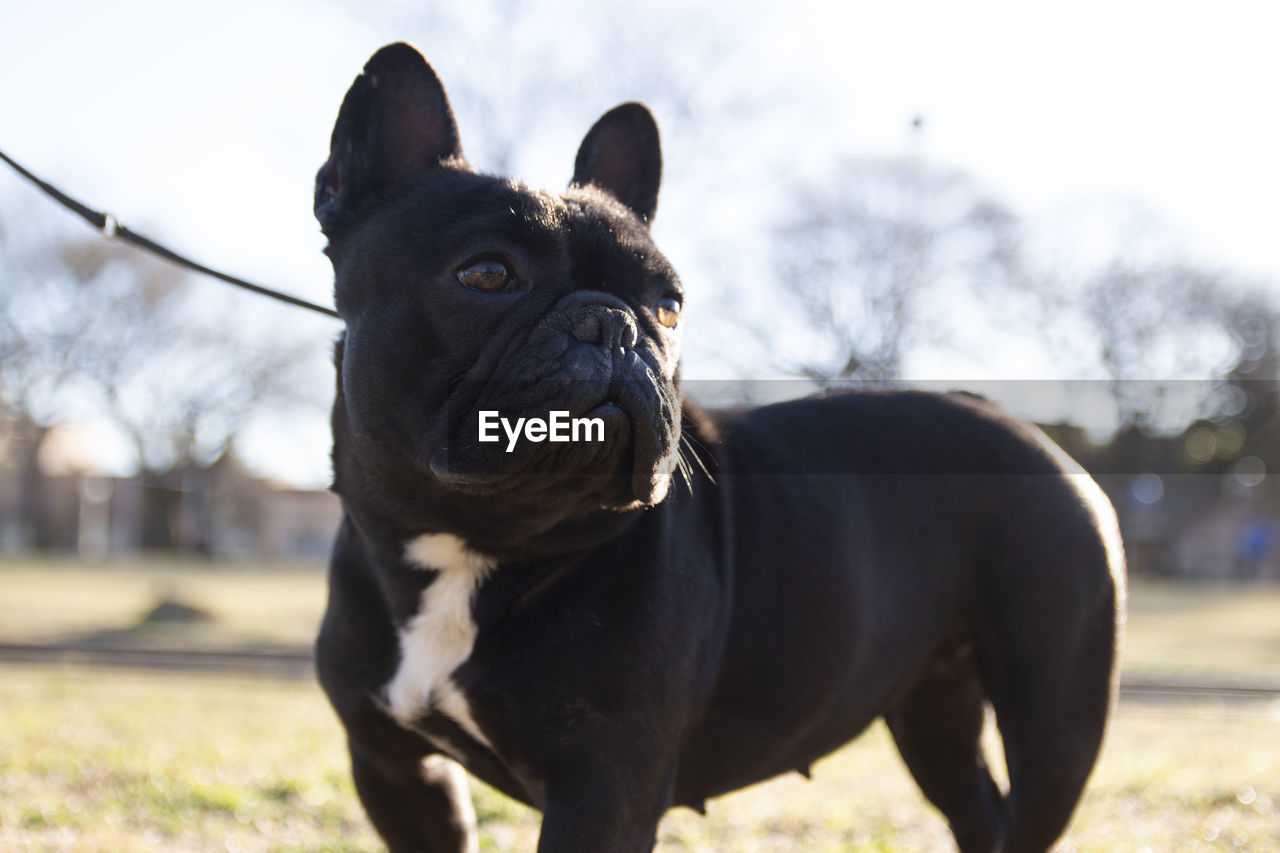 animal themes, animal, one animal, mammal, dog, domestic animals, pet, canine, french bulldog, bulldog, focus on foreground, nature, black, lap dog, day, portrait, no people, outdoors, looking, plant, grass, standing