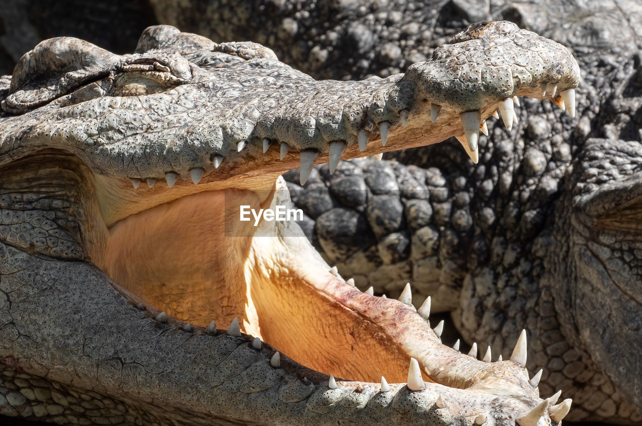 CLOSE-UP OF CROCODILE IN A ANIMAL