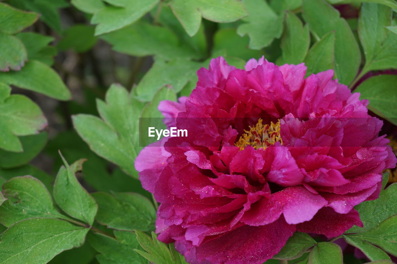 CLOSE-UP OF PINK FLOWER