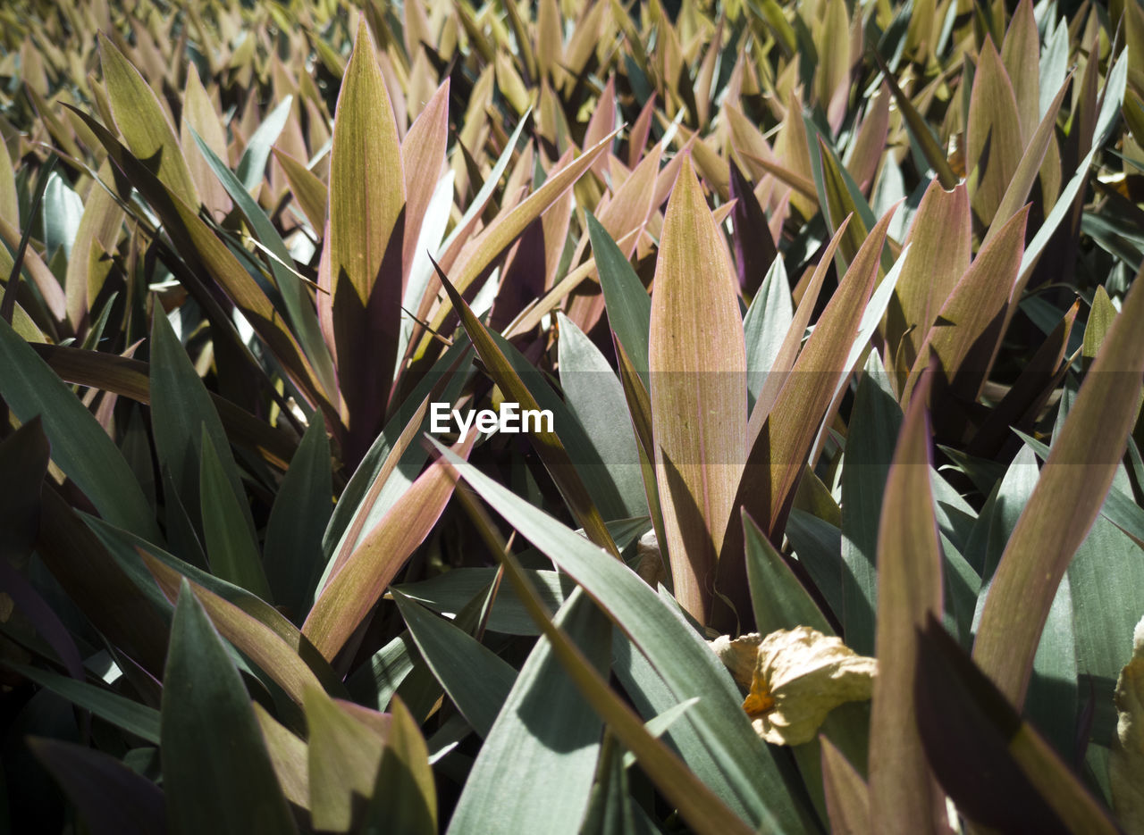 CLOSE-UP OF PLANTS GROWING ON LAND