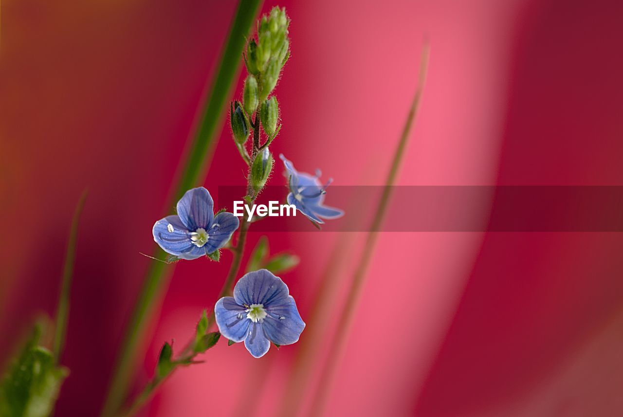 Close-up of blue  flowers against blurred red background, copy space