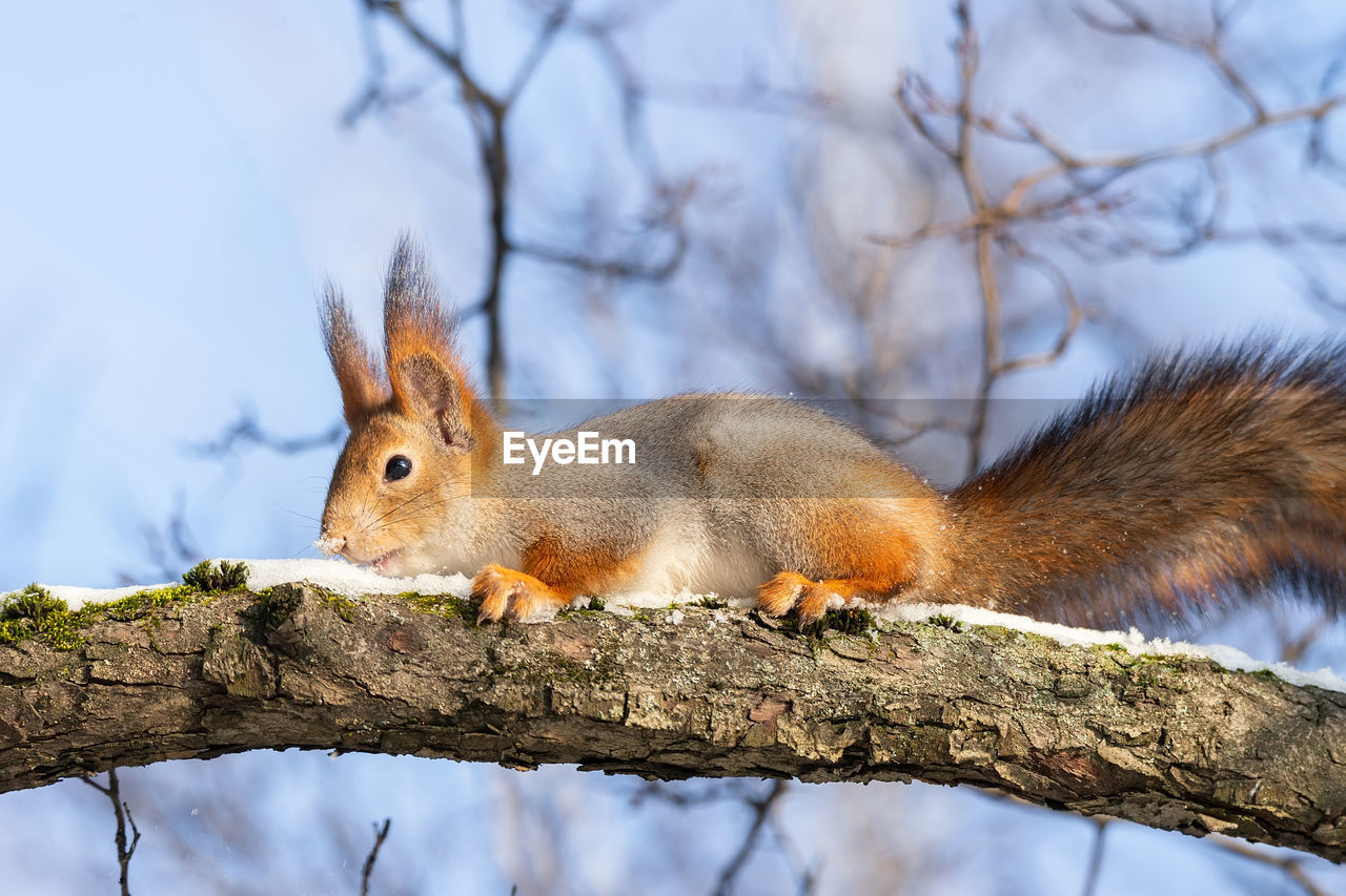 CLOSE-UP OF SQUIRREL ON TREE BRANCH